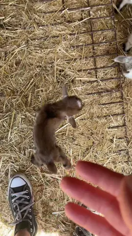Cute and funny little goat#happy #funny #foryou #fyp #baby #goat #sheep 