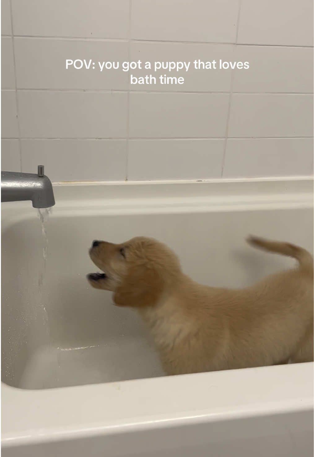 Evil water stream won’t let me drink it #goldenretriever #goldenretrieverpuppy #goldenretrieverlife #puppiesoftiktok #dogsofttiktok #dogmom #cutepuppy #goldenretrieversoftiktok #funnydog #puppytiktok #dogstagram #dogparent #funnypuppy #puppyvideos #petappreciationpost #adorabledogs 