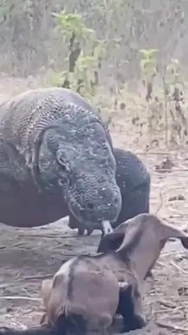 Komodo Dragons Hunting Goats #animals #wildanimals #komododragon #animalworld #thegioidongvat 