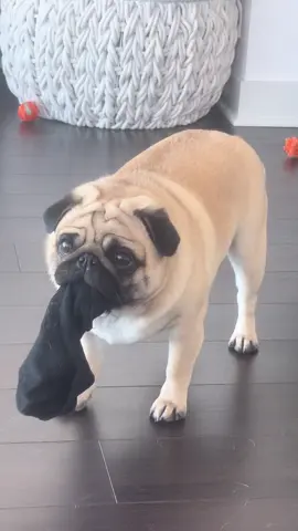#pugsoftiktok 