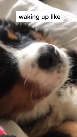 Why does this puppy have to get up? Does he have work? 🥺🐶 #Puppy #Sleep #Work #Cute