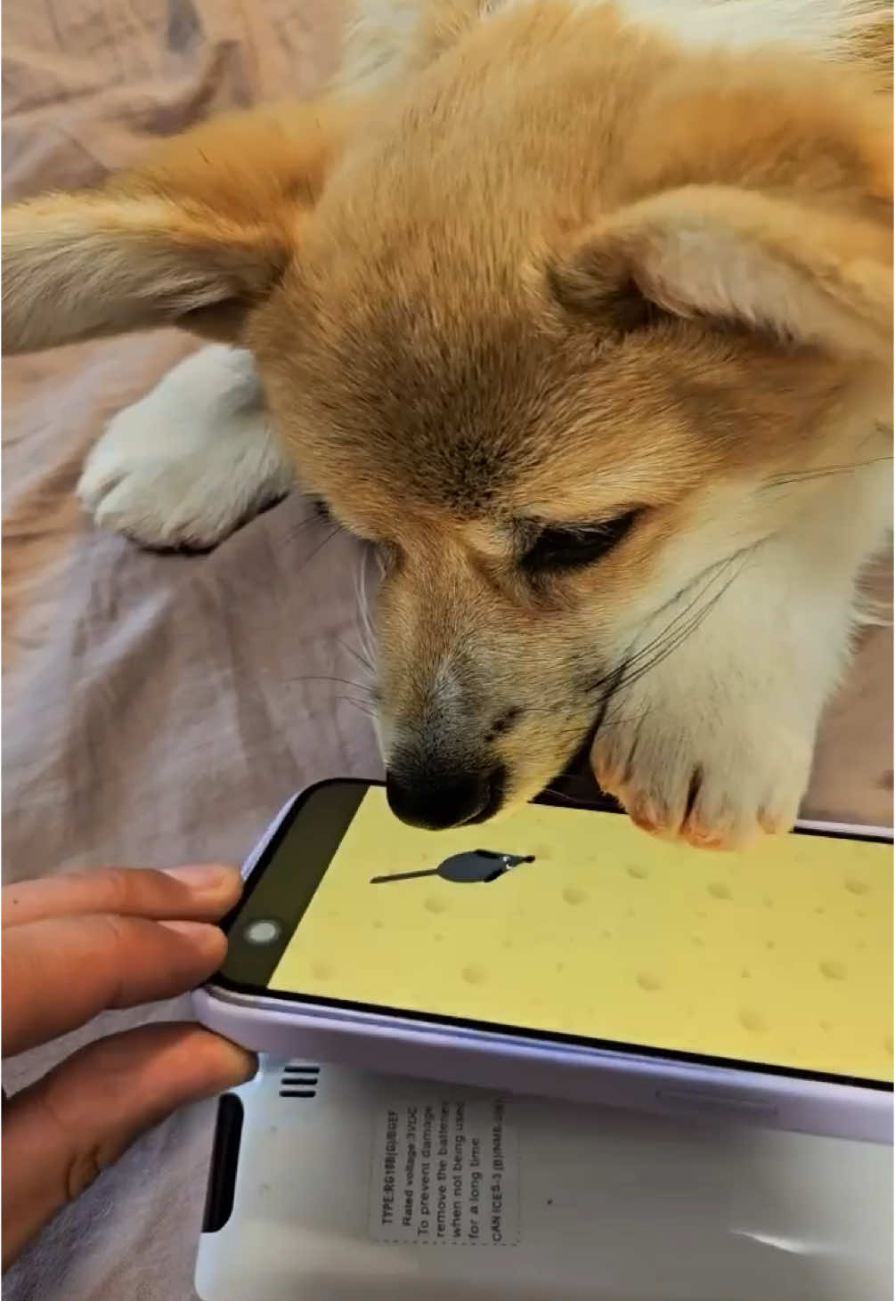 Adorable Corgi Moments You Can't Miss! #corgi, #dogsoftiktok, #petlovers, #corgilove, #funnydogs