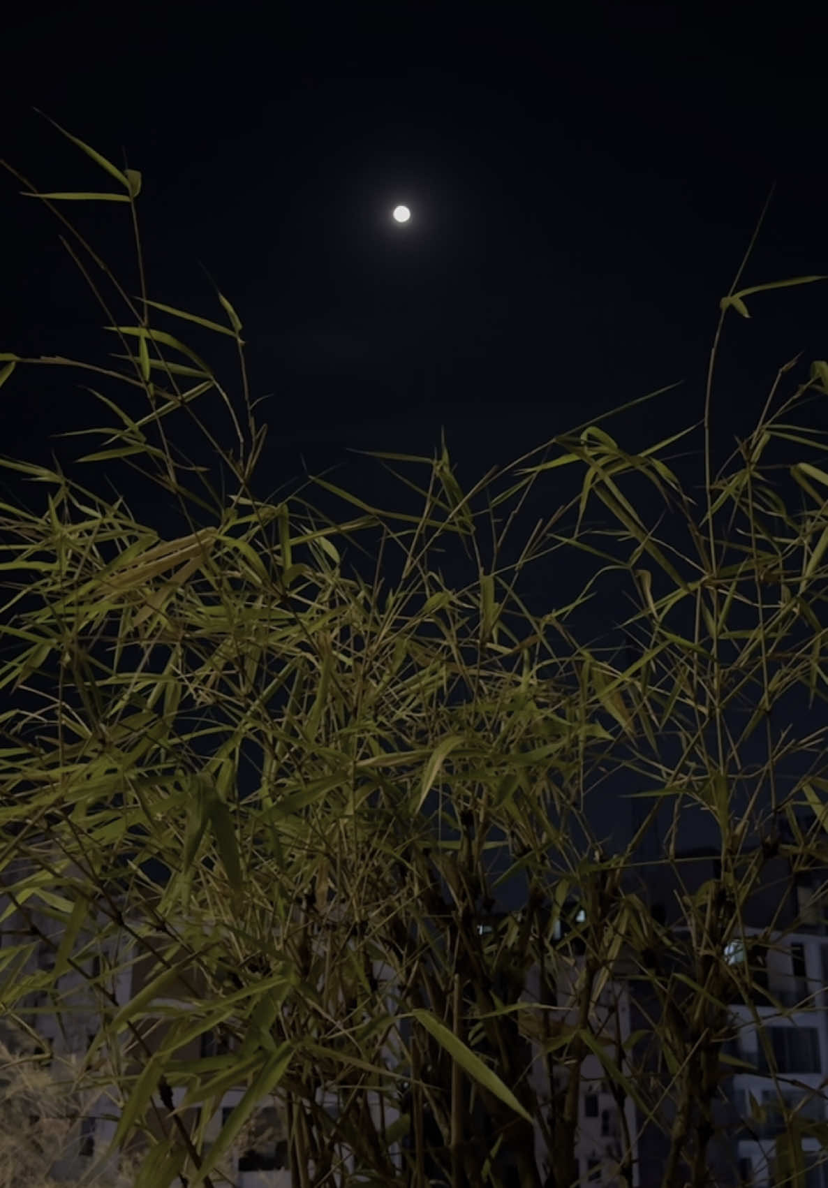 এই রাত তোমার আমার এই চাঁদ তোমার আমার …….. #romantic #night #moon #Love #feelings #fyp #song #feelings #highlight #foryoupage #unfrezzmyaccount #foryou #fypage #moment #restaurant 