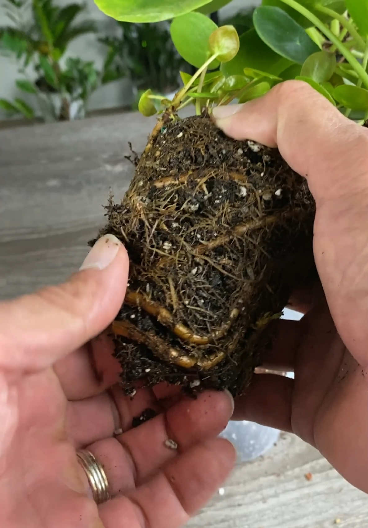 🪴CLICK ON THE LINK IN MY BIO FOR THE CUSTOM SOIL MIXES I USE ON MY PLANTS  Want to keep your plants from getting root-bound? 🌱 It all starts with the right care! Choosing the correct pot size is key—too small, and roots quickly outgrow their space; too big, and the soil stays too wet. A well-draining, chunky potting mix (like MonstroFarm Aroid Soil! 😉) helps roots spread naturally without getting compacted. Repotting every 1-2 years for fast growers and 2-3 years for slow growers ensures they always have room to thrive. If you notice roots circling the bottom or growing out of the drainage holes, it’s time for an upgrade! When repotting, gently loosen the roots and, if needed, trim any excess to prevent them from tangling. Using terracotta pots or fabric grow bags can also help air prune the roots, keeping them from spiraling. Give your plants the best chance to grow happy and strong—grab MonstroFarm soil and clear pots today! #HealthyRoots #PlantCare #RepottingTips #MonstroFarm