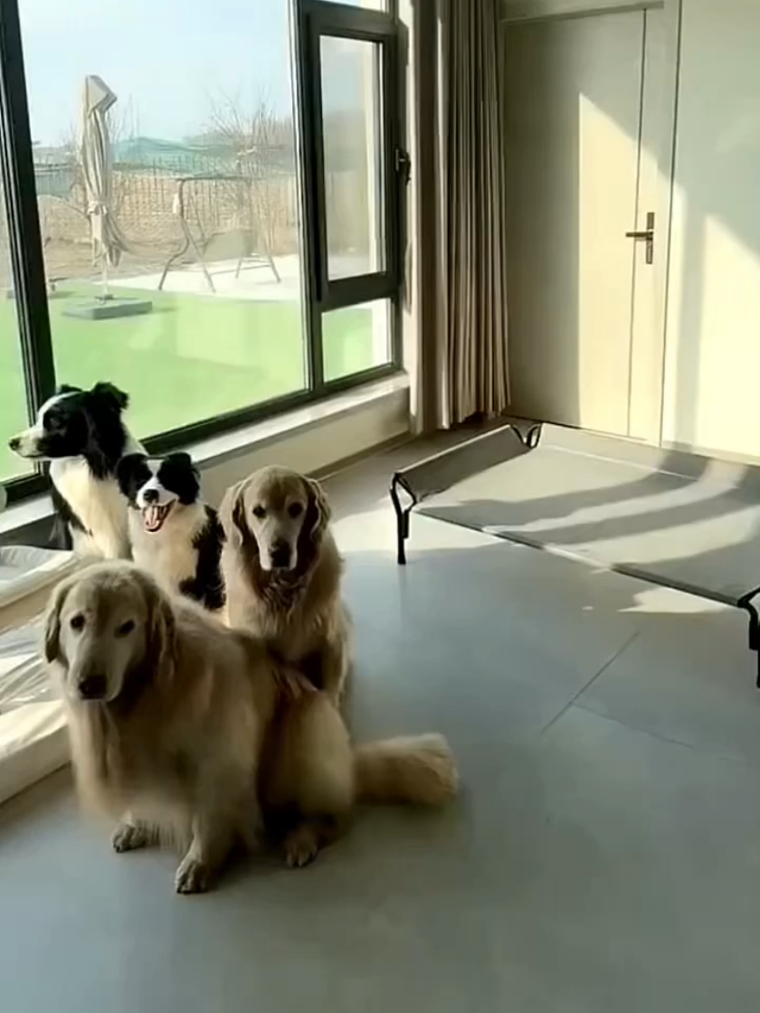 Comfortable, breathable, non-sticky and well-cared-for elevated beds #dogbed #petbed #goldenretrieverlife #petsupplies #tiktokshop 