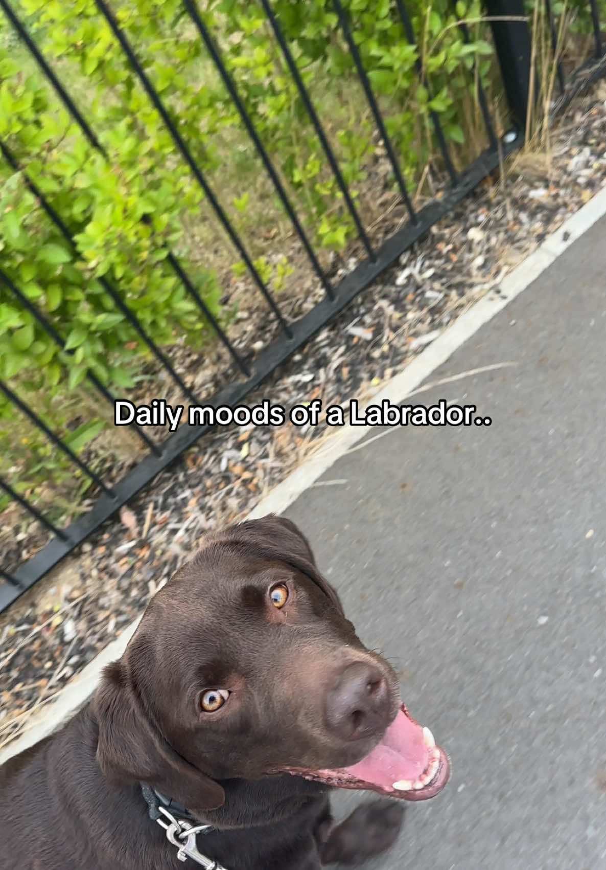 Daily moods of a Labrador 🐶😂 #labrador #labradorretriever #labradorsoftiktok 