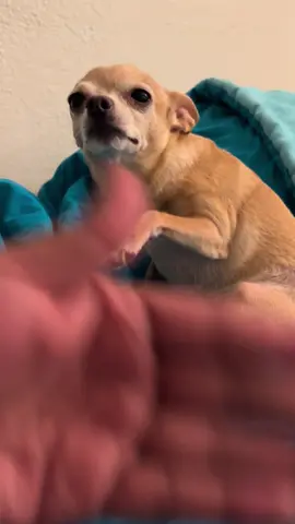 She’s so dramatic 😂😂 #sandy  #Chihuahua #dogmom #makingmelookbad #chihuahua 