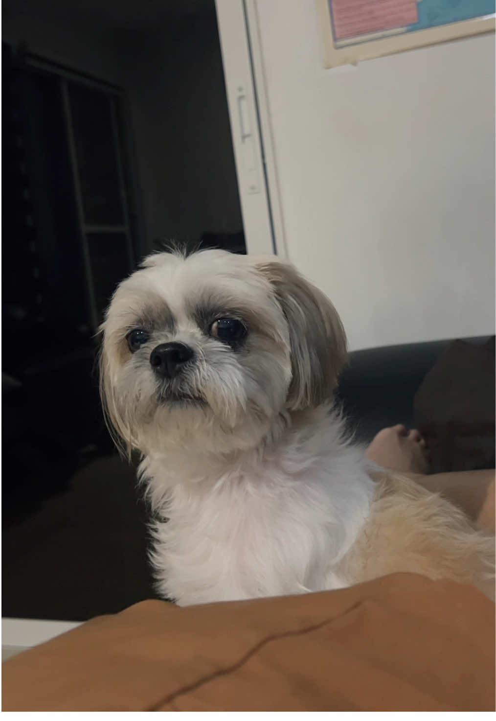 where’s the chicken? hahaha  #shihtzu #dogsoftiktok #dogsoftiktokviral 