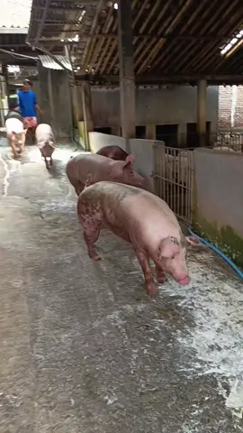 #semangat #familypigfarm #piglet #pigpowerindonesia #peternakbabisolo #peternak #peternakbabi #2025 