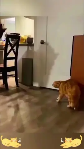 funnycats😂😂#funnycat #cats #catlover #funnyvideos #catsoftiktok #cutecat #viral_video 