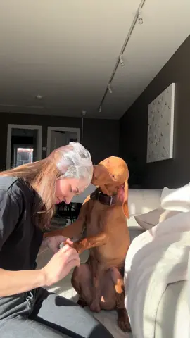 We had to try this @Kiki and Koko 🐾 | Beagles 😂 #vizslasoftiktok #dogsoftiktok #vizsla #dogmom #vizslalife #foryoupage❤️❤️ #velcrodog #foru #doghacks 