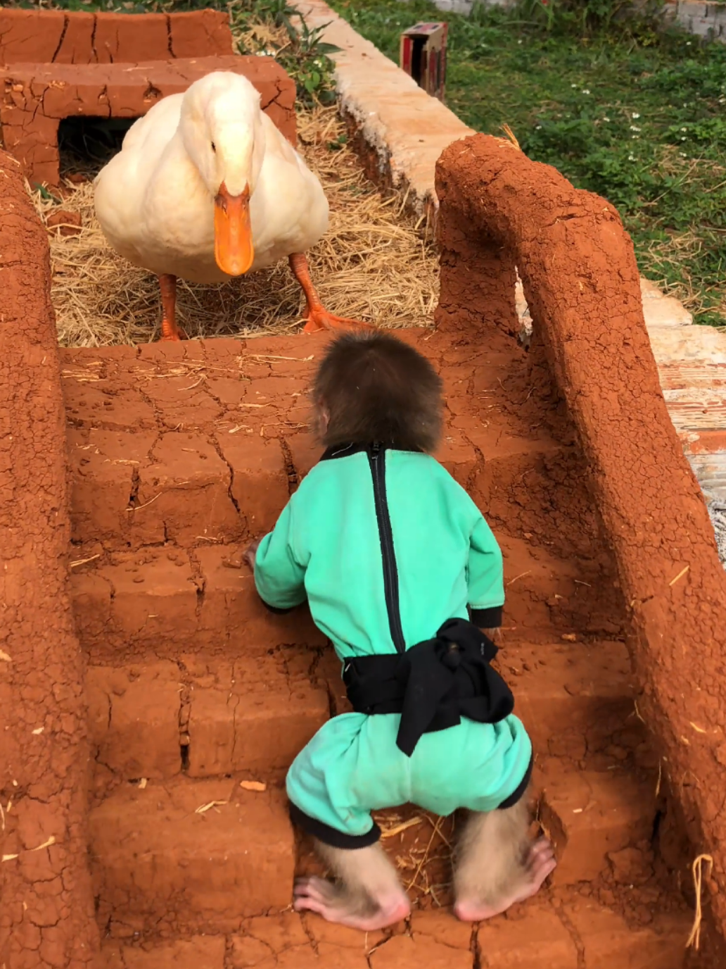 Funny monkey Bon and the Ducks. #cuteanimals #lovelymonkey #monkeydluffy #cutemonkey #monkey 