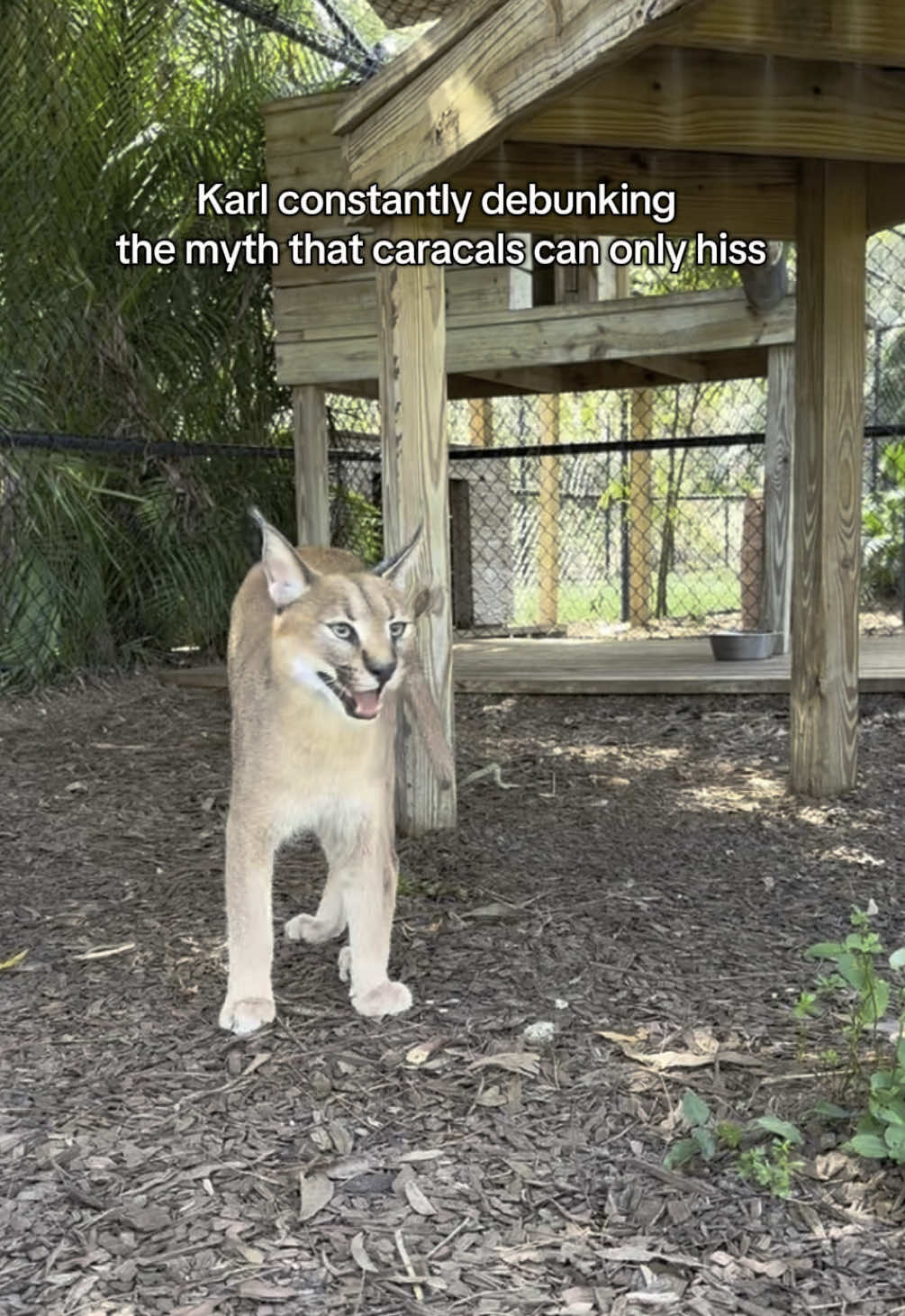 Karl loves to just yap all day   #caracals #caracal #fyp #foryou #conservation #cat 