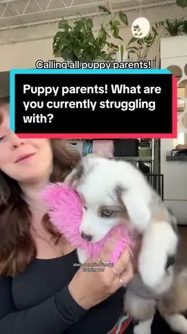Just so you know, miss Pua is not getting enough sleep. You cant tell from a 30 second video, but she is biting like crazy, nipping, barking, and whining more than a 10 week old puppy should be. Our first point of action is to get her on a relax/sleep schedule ASAP! Lmk if you’re currently struggling with this! #petparents #newpuppyowner #puppylife #aussies #dogtraininghowto #puppylife #10weekoldpuppy  