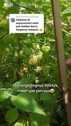 Membalas @asteria_puji Spil harga tipis² hrganya biar pada tau wkwk🤣 #petaniindonesia🇮🇩🇮🇩🇮🇩🌿🌿 #buahciplukan #cecendet #goldenberry 