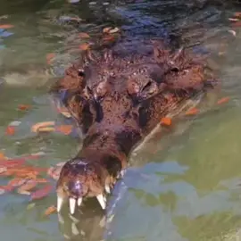 Gavial crocodiles are famous for their unusual snout: they have very, very narrow jaws. Their length exceeds the width of the base about 5 times. The presence of about a hundred small teeth distinguishes gavials from other crocodiles: other representatives of the group have a much lower number of teeth, and the size - more. #GavialCrocodile #Gharial #RareReptile #UniqueWildlife #NarrowJaws #WildlifeFacts #EndangeredSpecies #RiverPredator #ReptileLover #CrocodileSpecies #ExoticAnimals #NatureWonders #WildlifePhotography #Biodiversity #ReptileKingdom #AmazingNature #AnimalAdaptations #ConservationMatters #FreshwaterPredator #WildlifeEnthusiast 