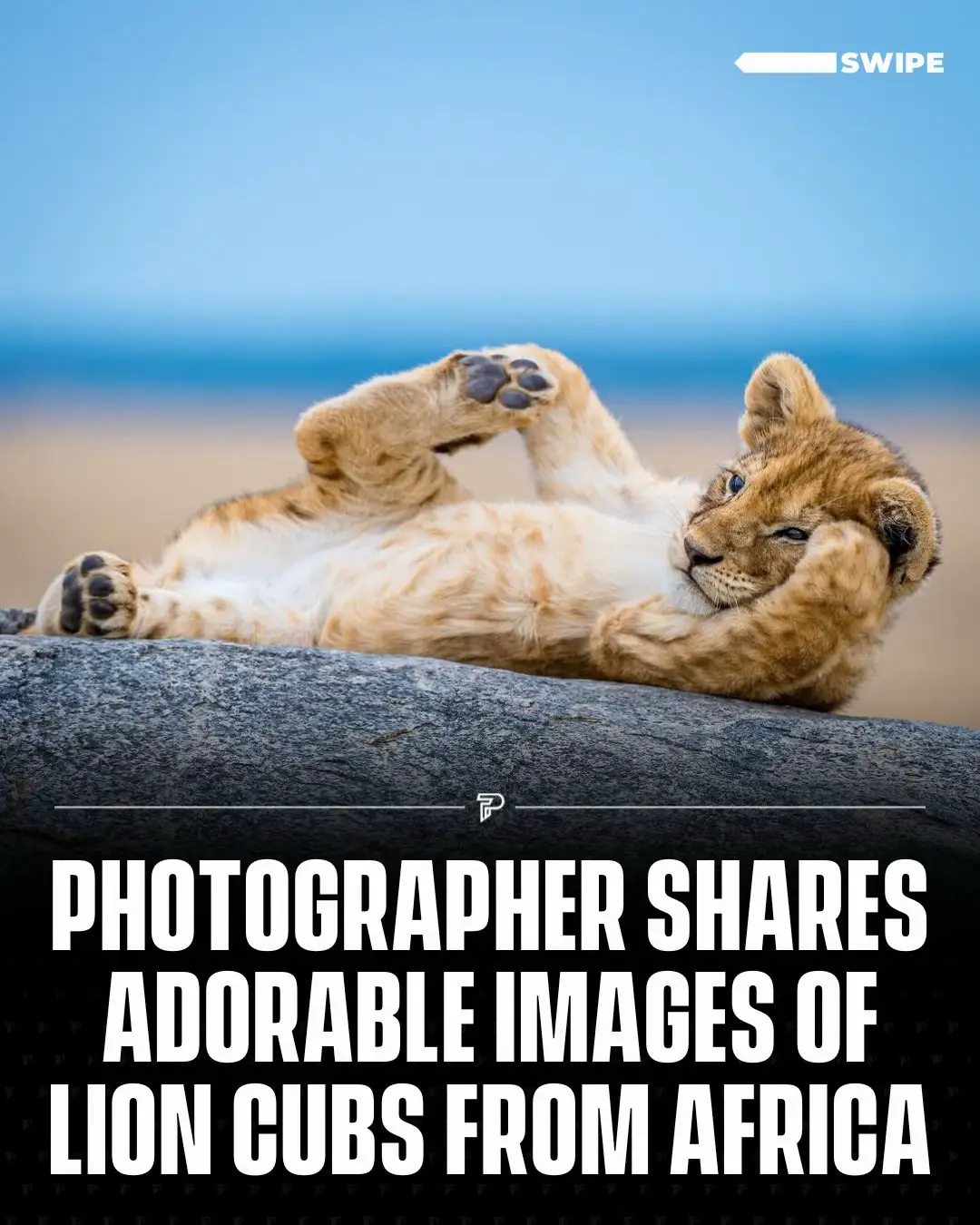 Lion cubs are naturally playful, engaging in activities like chasing, which help them develop social skills.  #RoadTo18Million #Pubity  (📸: IG/yswildlifephotography)