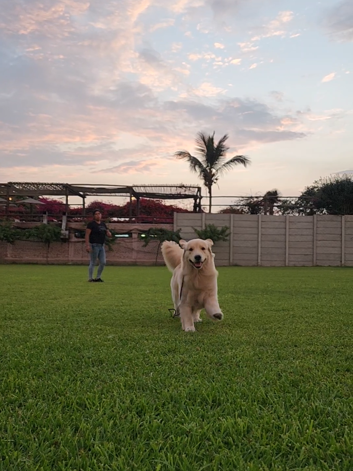 #yagomania #capricho #HidraPlex #unafamiliadorada #goldenretriever #britcare #mygoldenretriever #familiaperruna #