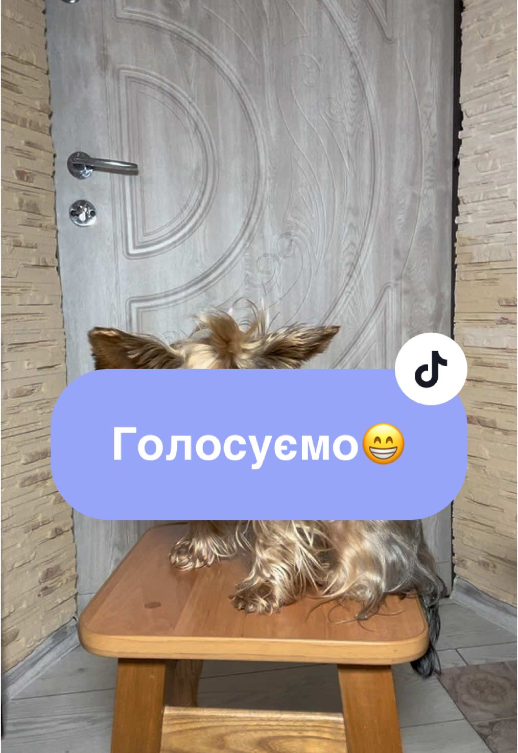 #йорки #собакадругчеловека #йорк #dog #приколыдослёз #йоркирулять #йоріки #йорикимажорики #милота #йоркширскийтерьер 