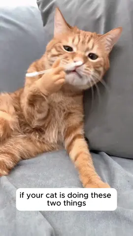Every cat need this treat#cat #catsoftiktok #pets #cats #vomitingofcats 