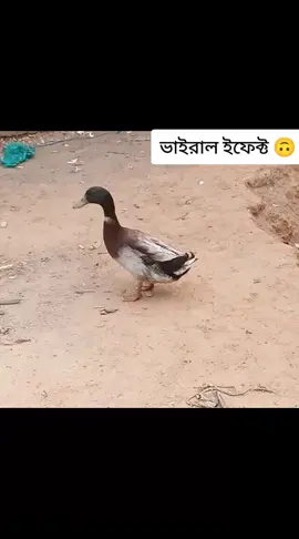 #হাঁস_থেকে_মানুষ_হওয়ার_ইফেক্ট #ভাইরাল_টেন্ডিং_ভিডিও #1000000views #vairal #foryou #ইনশাআল্লাহ_যাবে_foryou_তে। 