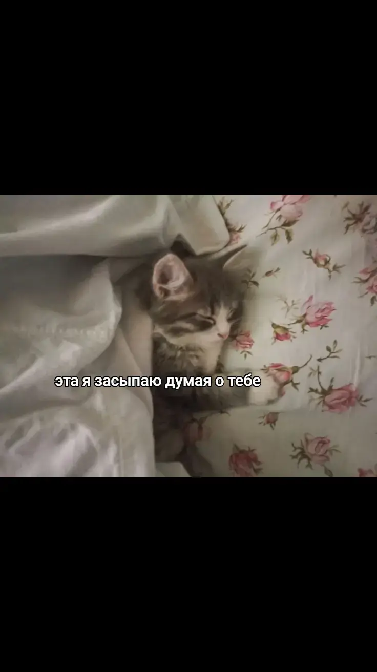 #котик #люблю 