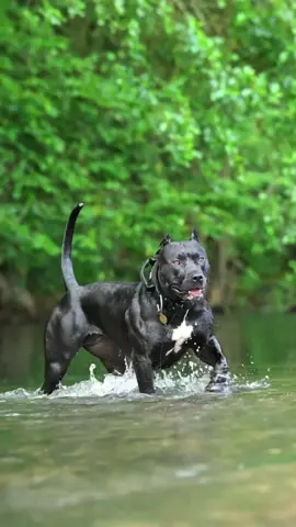Still not seen most beatifull dog than her #foryou #viral #lavpitbull #lavpitbullusa #pitbull 