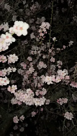 🌸🌸🌸#rge #fypシ #recommendations #sakura 