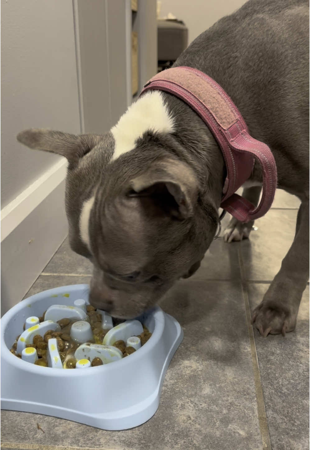 #staffy #staffordshirebullterrier #pocketbully #dogeat 