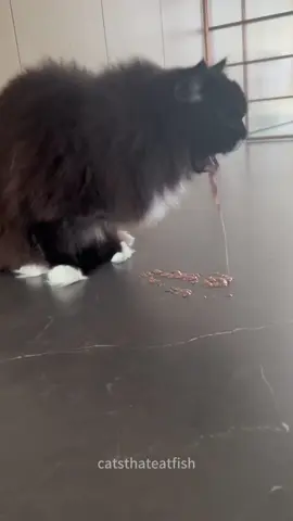 The cat vomited. #cat #catsoftiktok #catlover #funny #funnyvideos #foryou #fypage #fypツ #funnycat #funnytiktok #cats