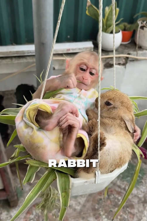 #tiktok #foyou #animals #Love #cute #monkey#rabbit