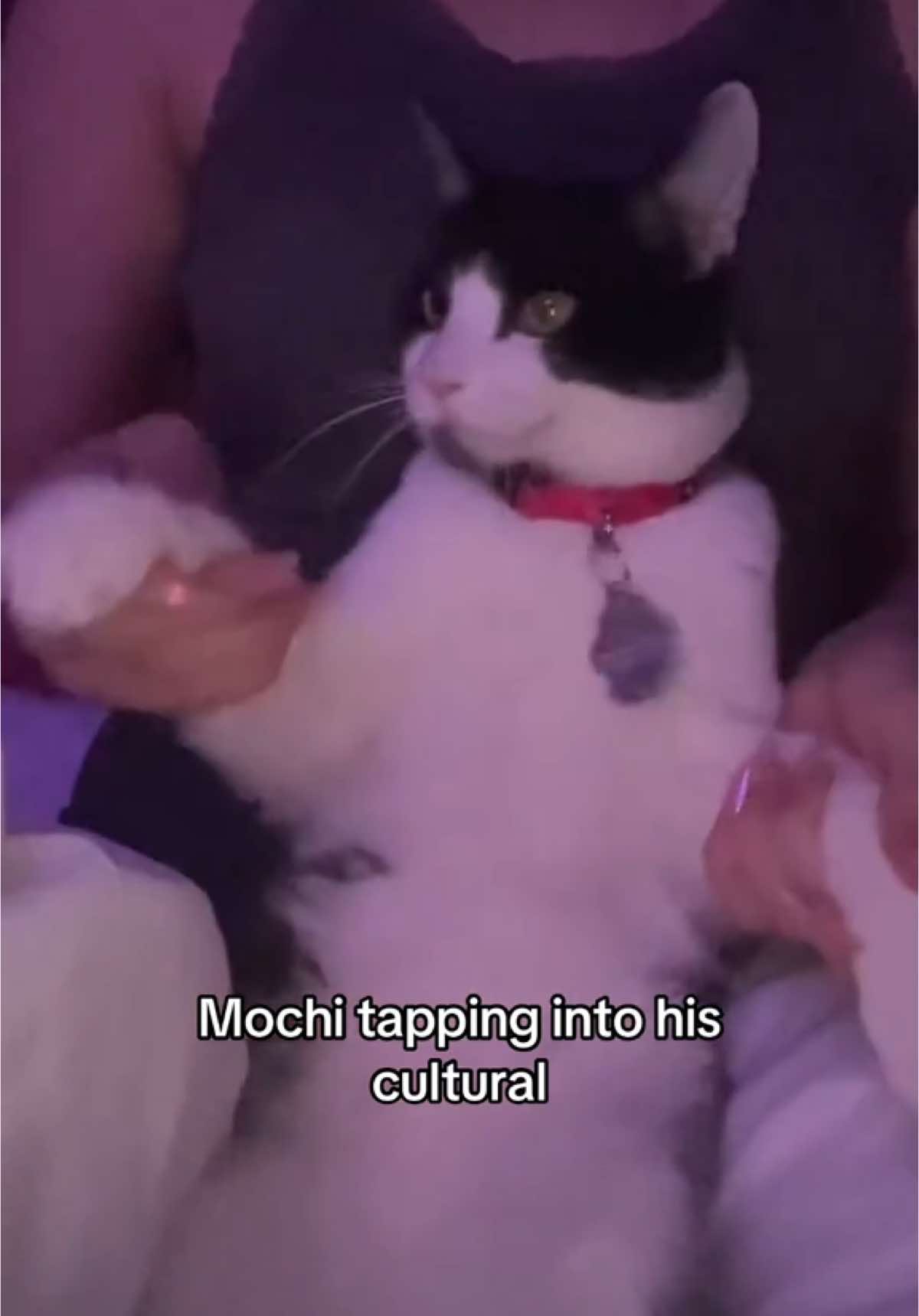 Mochis from Japan! #cute #catsoftiktok #mochi #cat 