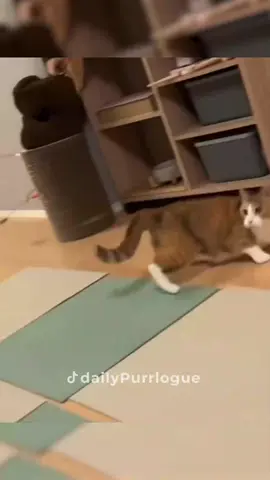 #cat #catsoftiktok #catlovers #cats #funnycats #catlover #funnycat #fyp 