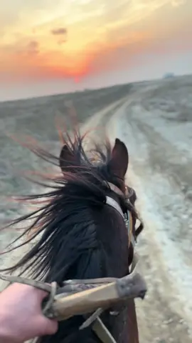 😍🐴#keşfet 