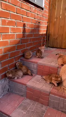 Гимнастический этюд😻 Тгк: versocats 