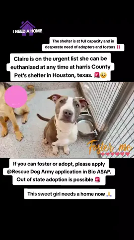 🚨🚨🚨🚨Urgent 🚨🚨🚨🚨 CLAIRE IS ON THE URGENT LIST SHE CAN BE EUTHANIZED AT ANY TIME AT HARRIS COUNTY PET'S SHELTER IN HOUSTON TEXAS ‼️ NAME CLAIRE  ID #A633277 CO KENNELED.  HW- IF YOU CAN FOSTER OR ADOPT PLEASE APPLY @Rescue Dog Army  APPLICATION IN HER BIO ASAP 🚨  OUT OF STATE ADOPTION IS POSSIBLE.  PLEASE MESSAGE ME IF YOU HAVE ANY QUESTIONS.  ADDRESS  HARRIS COUNTY PET'S SHELTER. 612 CANINO RD IN HOUSTON TEXAS.  #adopt #foster #rescue #resuedogarmy #savealife #dog #FYP #harriscountypets #euthlist #urgentshelterdogs #euthanasia #euthanasia #dogsoftiktok #shelterdogs #newbestfriend #hero #bestfriend #help #urgent 