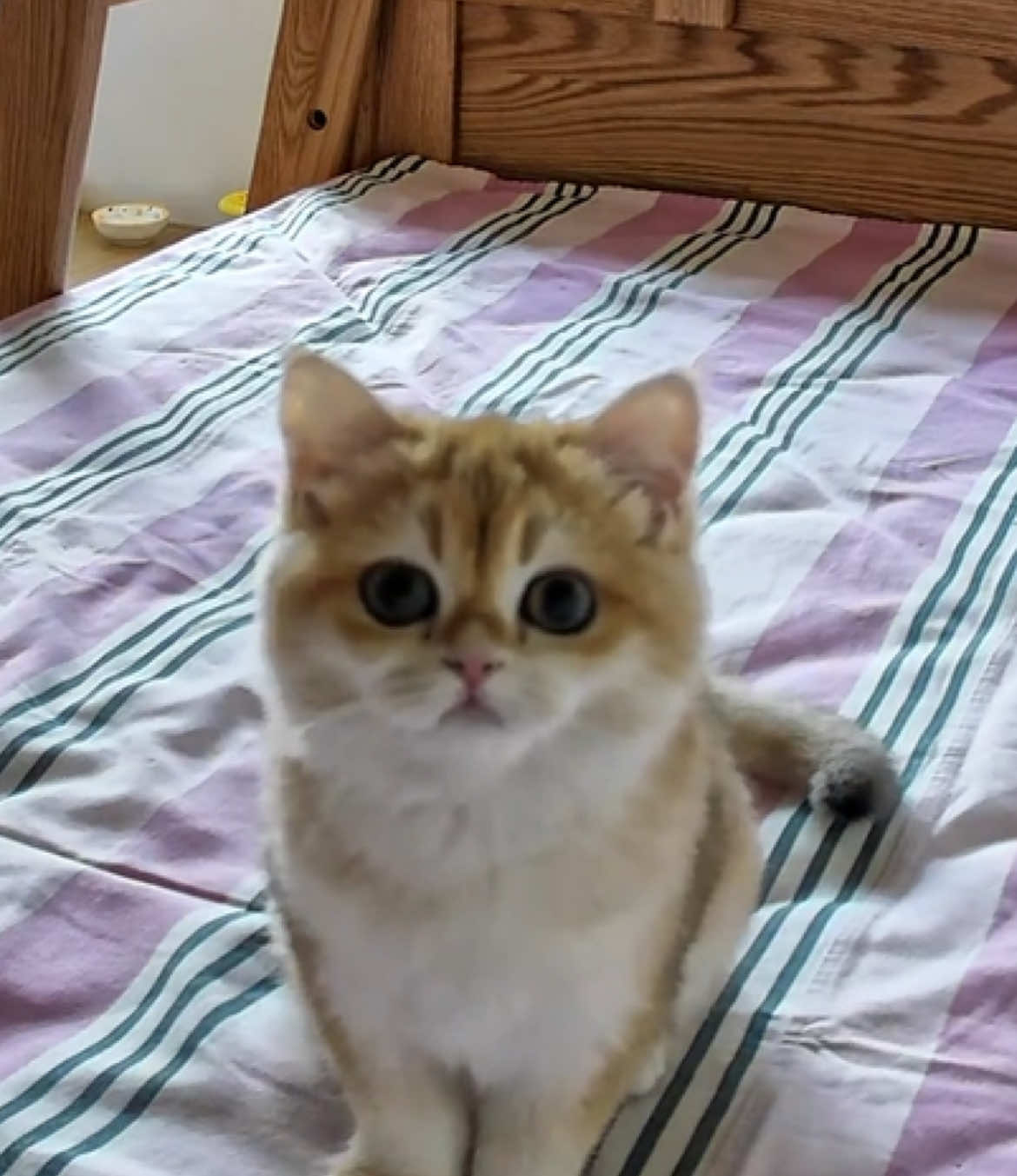 I'm so lucky. She is also looking at me.#cutecat #kucing #pet #kitty 
