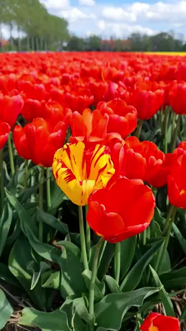 TULIP FIELDS 🌷🌷🌷🌷🌷 . . . #foryou #netherlands #tulips #blossoms #spring #tulipfields #tulip #mustsee #mustvisit #positivevibes  #naturevibes 