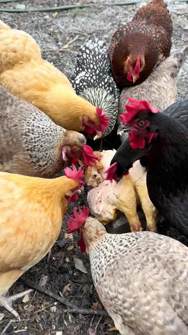 Looks like meats back on the menu boys!! ifykyk . . . #backyardchickens #chickeneggs #chickensoftiktok #ifykyk #chickens 