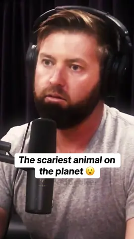 The scariest animal on the planet 😮 #jre #joerogan #podcasts #hippo #animals #nature 