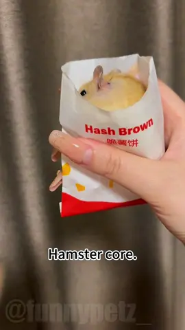 Funny hamster moments 🐹🤣 #funny #funnyhamster #hamstercore #cute #fyp