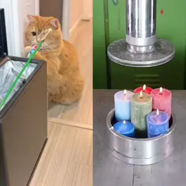 #xh #xuhuong #cat #pet #catsoftiktok #catfunny #fyp #foryou #viral 