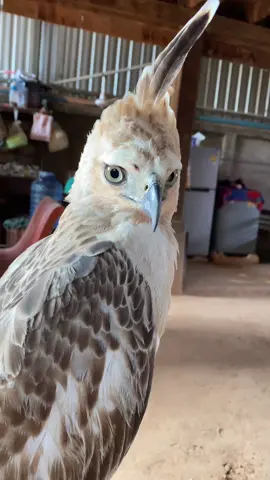 #🦅អ្នកស្រឡាញ់សត្វចិញ្ចឹម #បក្សីfreefly🕊️cambodia #freefIy #ស្ទាំងកណ្ដុរ❤️🦅🇰🇭 #ស្ទាំងរលក # អកភ្នំ#អក ព្រៃច្រើនពណ៌# ការប៉ោយប្រាំរបស់លេងថ្មីចង់មើលវីដេអូបង្រៀនអត់បងៗ🥰🥰