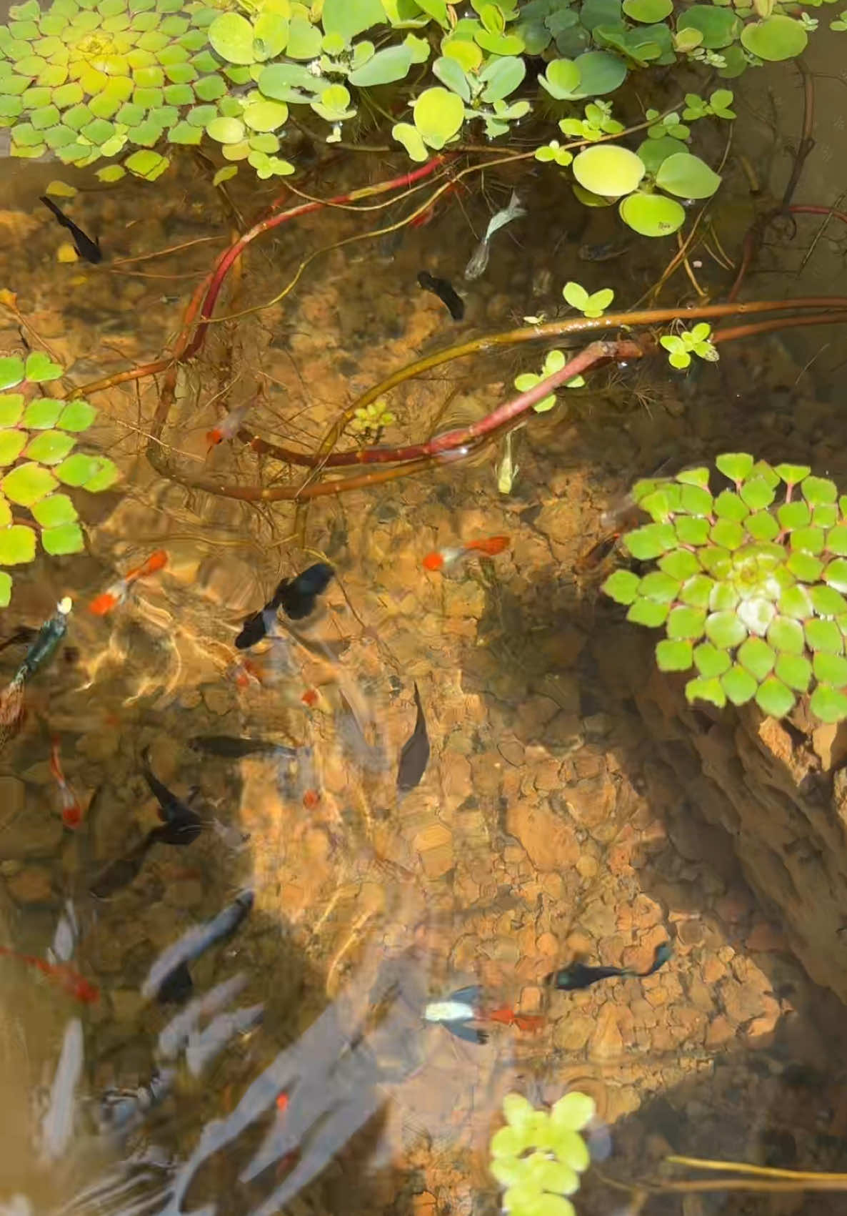 Vi sinh siêu hời #ca #tiktok #fishing #fyp #cá #CapCut #guppy #xuhuong #tiengiang63 #guppyfish #gocong63 #guppylover #cacanh #visinh 