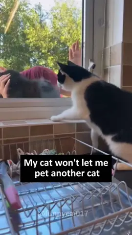 Cats jealousy #tiktok #funnyvideos #usa🇺🇸 #cats #foryou #foryou #catsoftiktok