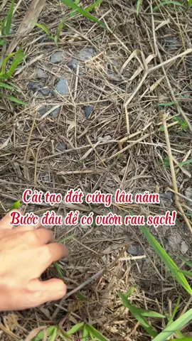 Cải tạo đất cứng lâu năm – Bước đầu để có vườn rau sạch! 😉#caitaodattrongrau #trongrausach #phanhuuco #rauấuchtainha 