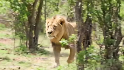 King is running #lion #lionking #animal #animales #ai #aigenerative #trend #tiktoktrend 