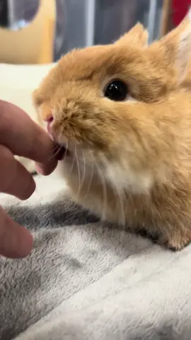 ぺろぺろしたら、なでなでお願いしますぽ🐰 #🐰 #うさぎ #rabbit #うさぎのぽぽ #兎 