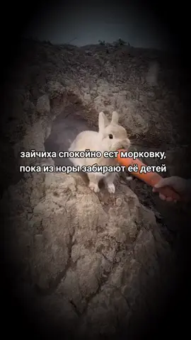 зайчиха спокойно ест морковку, пока из норы забирают её детей