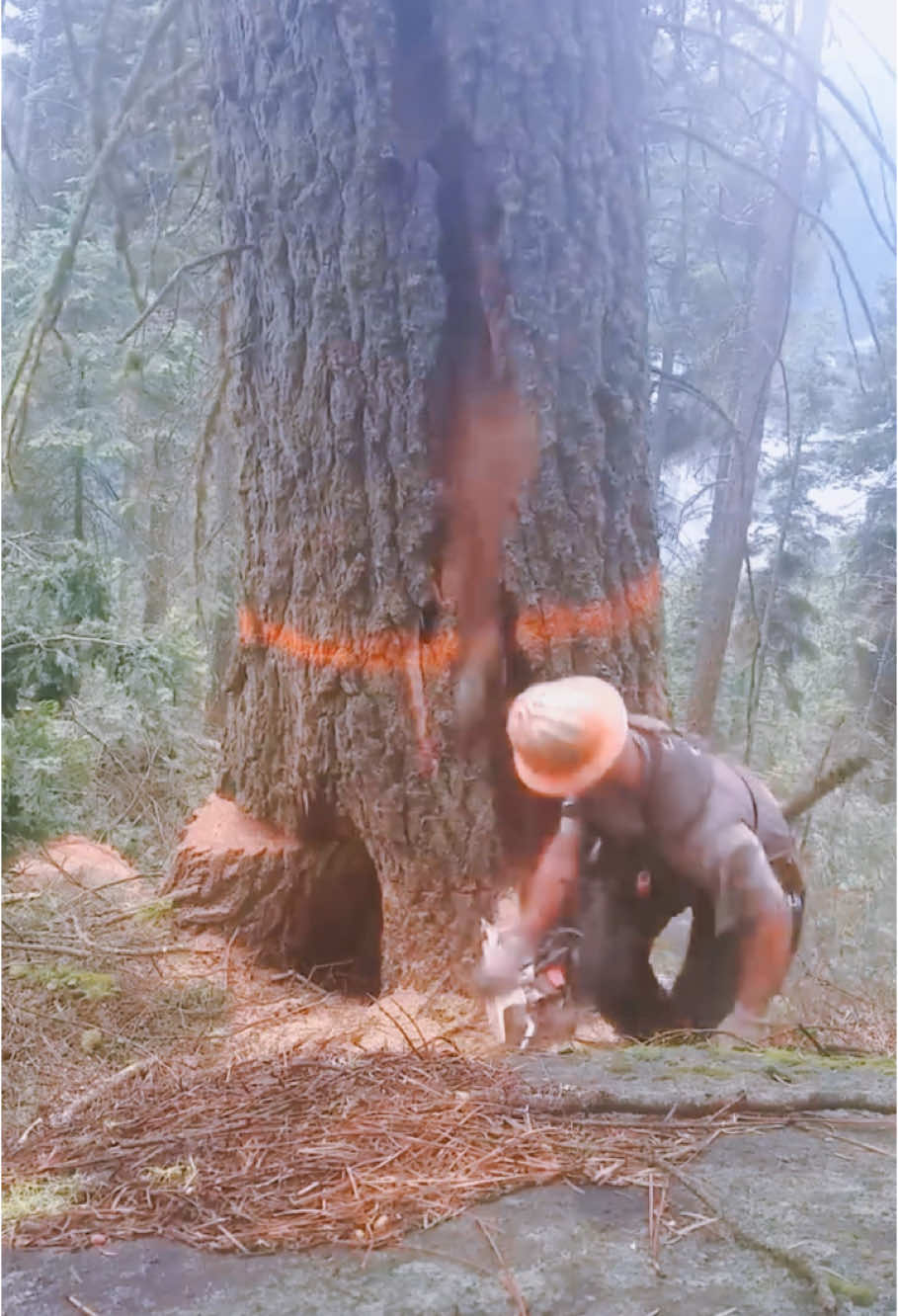 The giant tree collapsed #satisfying #giant #tree #oddlysatisfying #asmr #fyp 
